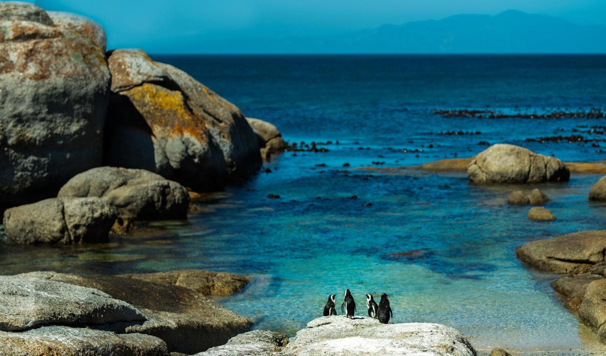 Eclectic Heritage Paradise Simonʼs Town Εξωτερικό φωτογραφία